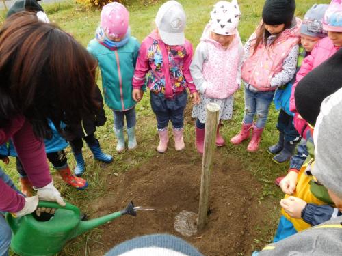 MŠ - sázení stromu Javor babyka